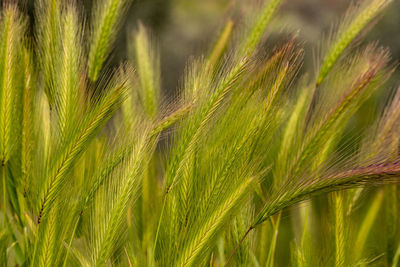 Close-up of wheat growing on field