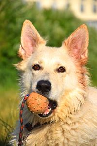 Close-up portrait of dog on field