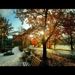 Trees by river during autumn