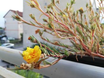 Close-up of yellow flowering plant