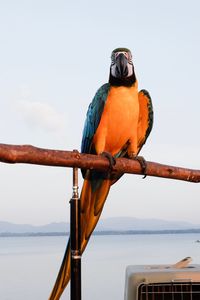 Close-up of bird perching on wood against sea