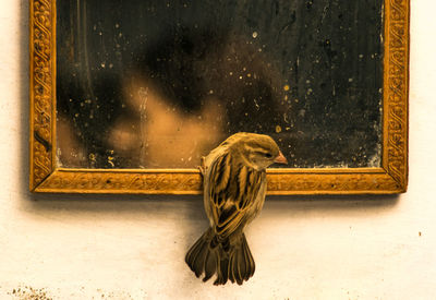 Close-up of sparrow perching on mirror