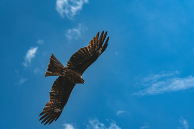 Low angle view of eagle flying against blue sky