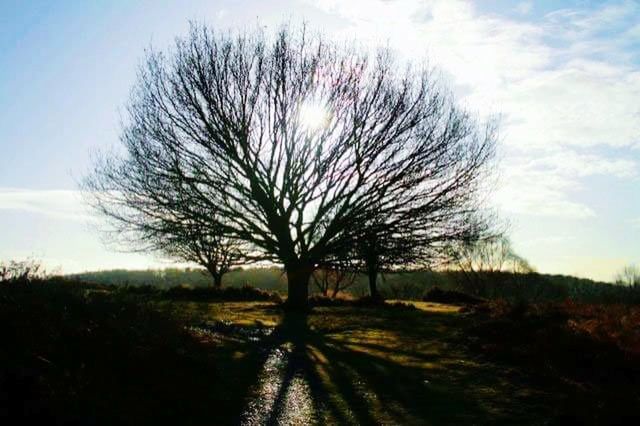 cloud - sky, outdoors, nature, sky, landscape, no people, day, sunlight, tranquility, growth, tree, grass, beauty in nature, close-up