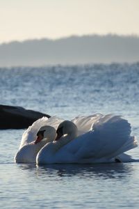 Close-up of swans swimming in lake