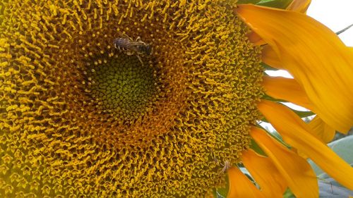 Close-up of sunflower