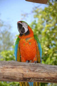 Close-up of parrot perching on wooden post