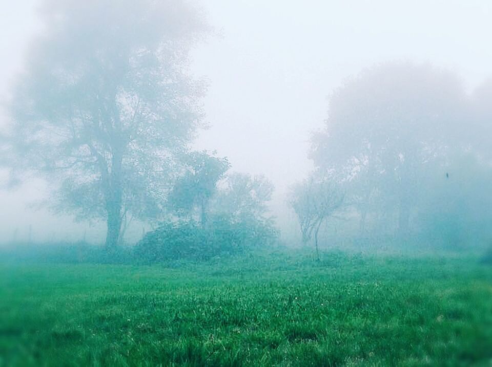 tree, grass, fog, field, growth, tranquility, foggy, tranquil scene, grassy, nature, green color, beauty in nature, landscape, sky, scenics, weather, day, non-urban scene, outdoors, plant