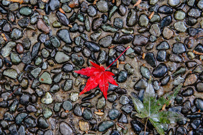 High angle view of maple leaf on pebbles