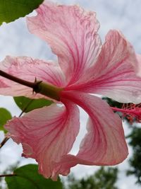 Close-up of pink hibiscus