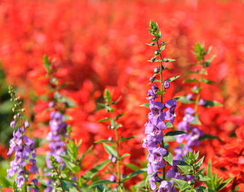 Close-up of red flowering plant