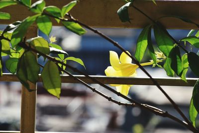 Close-up of yellow flower