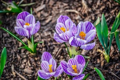 Close-up of purple crocus flowers blooming on field