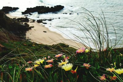 Close-up of plants at beach