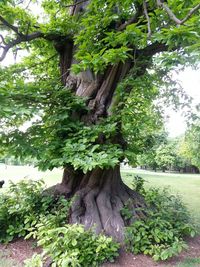 Trees in forest