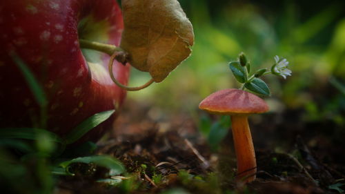 Close-up of mushroom growing in forest