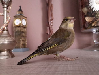 Close-up of bird perching on table