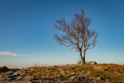 Bare tree on field against clear blue sky