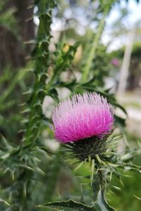 Close-up of pink flowering plant