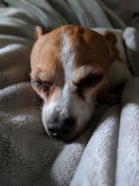 High angle view of dog sleeping on bed