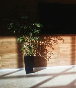 Potted plant on table at home