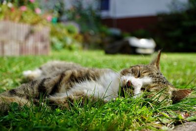 Cat resting in a field