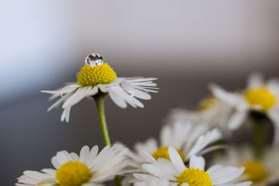 Close-up of yellow daisy flower