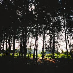 Trees growing in sunlight