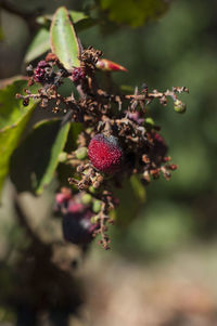 Close-up of cherry blossoms on plant