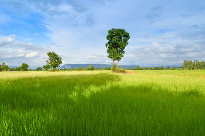 Scenic view of field against sky