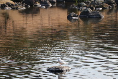 High angle view of seagull swimming in lake