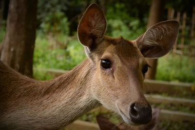 Close-up of deer