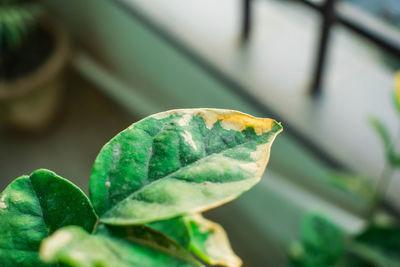 Close-up of plant