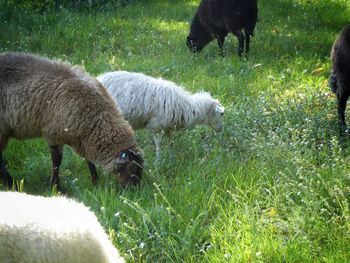 Sheep grazing in a field