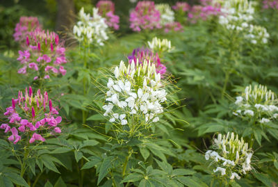 Close-up of pink flowers blooming outdoors