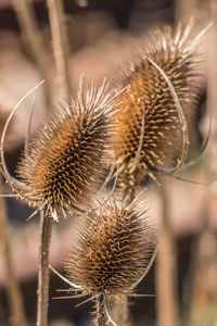 Close-up of dry thistle