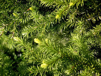 Close-up of pine tree