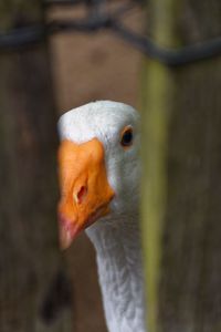 Close-up of a parrot