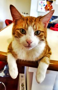 Close-up of cat