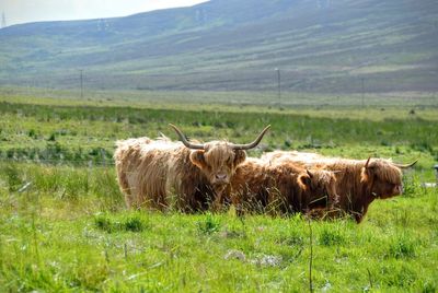 Highland cattle standing on grassy field against mountain
