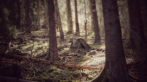 Trees in forest