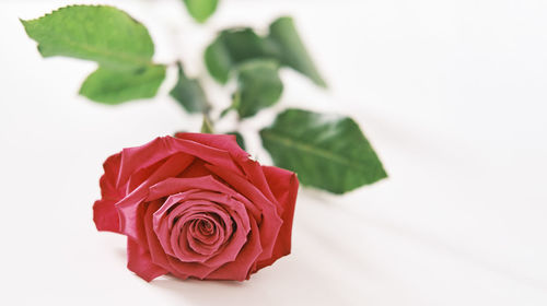 Close-up of red rose against white background