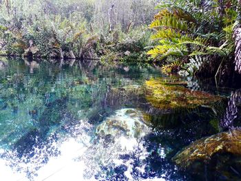 Reflection of trees in lake