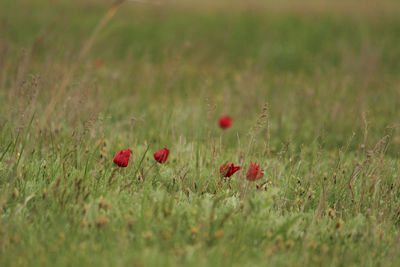 Red poppy flowers on field