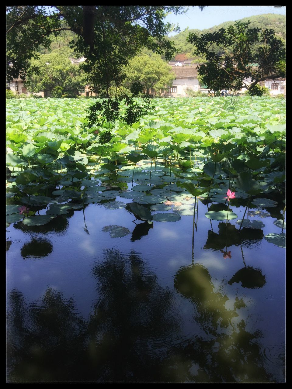 water, reflection, tree, auto post production filter, tranquil scene, tranquility, high angle view, waterfront, plant, growth, nature, green color, floating on water, day, scenics, outdoors, calm, beauty in nature, non-urban scene, no people, growing, standing water, majestic