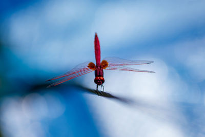 Close-up of dragonfly flying