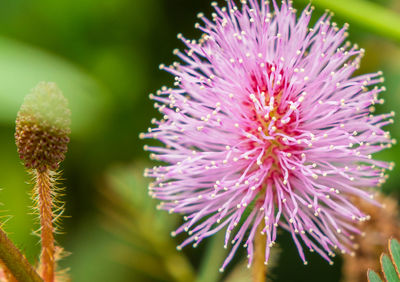 Close-up of purple flower