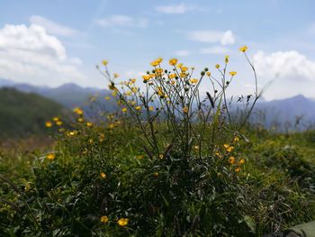 Close-up of yellow flowers blooming on field against sky