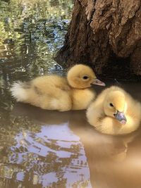 Duck swimming in a lake