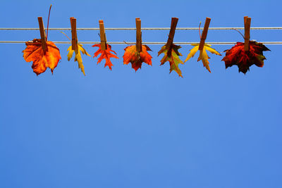 Low angle view of orange leaves hanging against clear blue sky